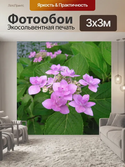 Фотообои Гортензия