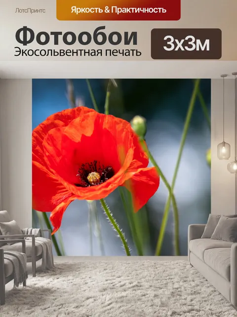 Фотообои Мак, красный цветок