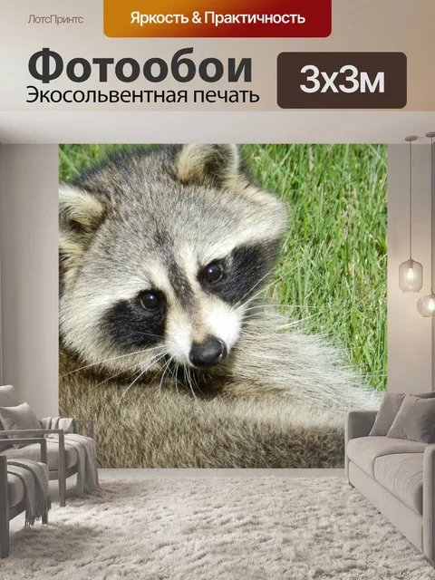 Фотообои Енот № 1