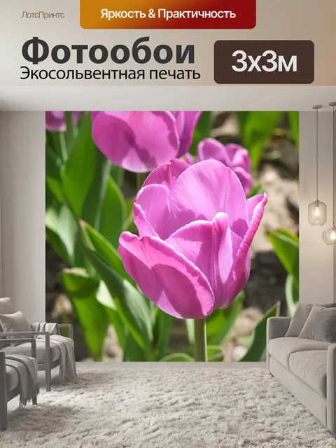Фотообои Фиолетовый