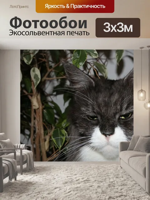 Фотообои Мейн кун