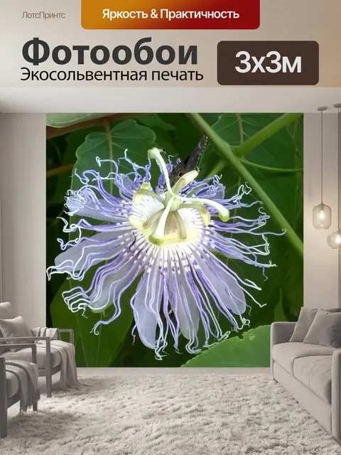 Фотообои Цветок страсти