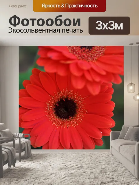 Фотообои Красная гербера Дейзи крупным планом