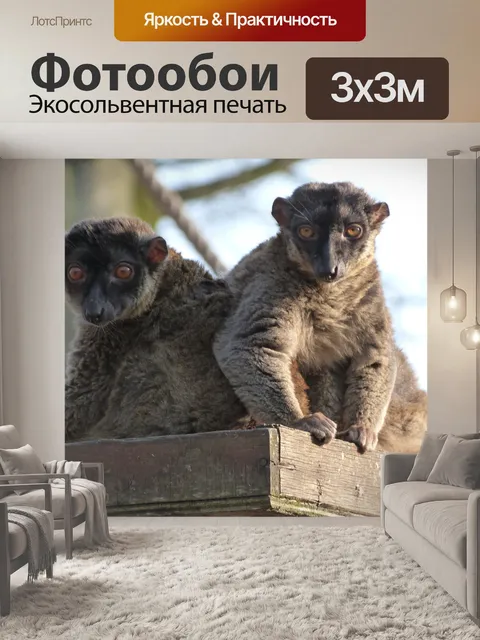 Фотообои Маки