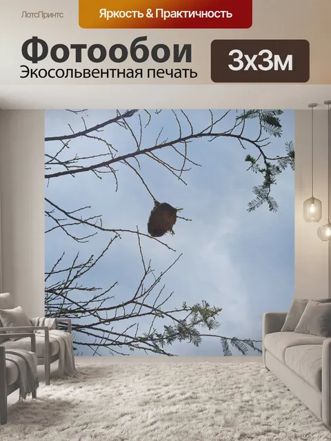 Фотообои Гнездо ткача
