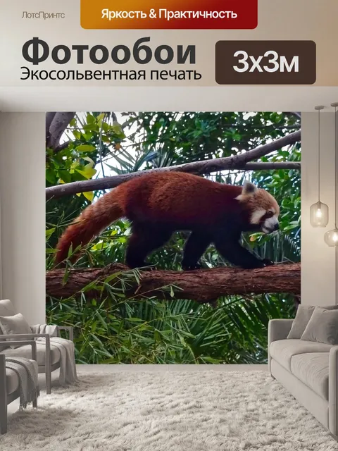 Фотообои Красная панда
