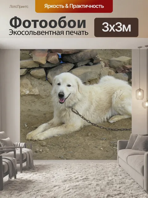 Фотообои Маремма овчарка