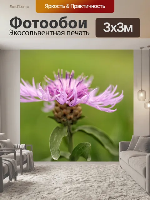 Фотообои Василек полевой розовый фотография
