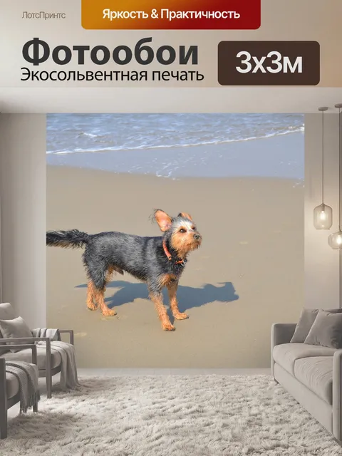 Фотообои Собака на пляже