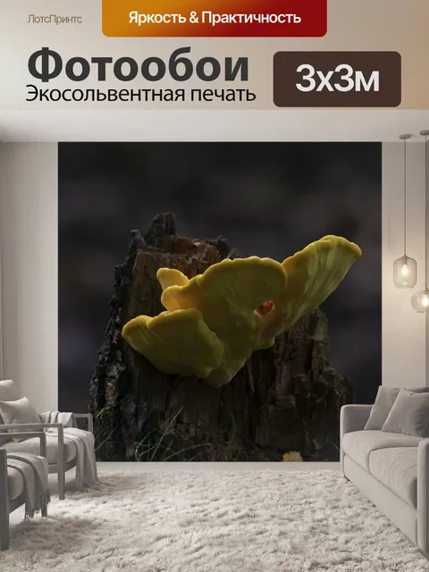 Фотообои Гриб