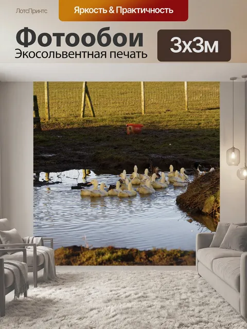 Фотообои Утиный пруд