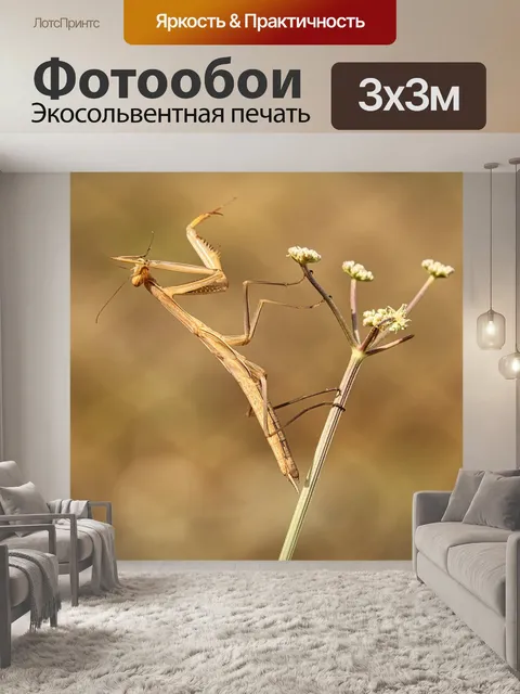 Фотообои Богомол