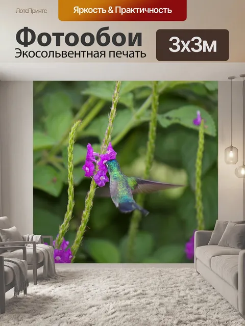 Фотообои Колибри