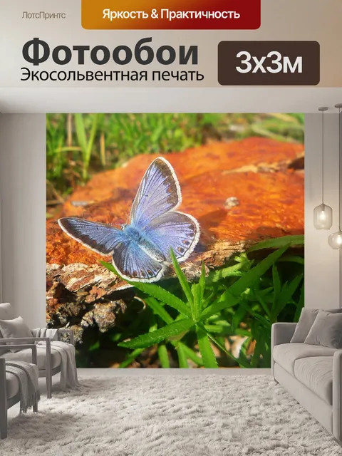 Фотообои Синий крыла бабочки