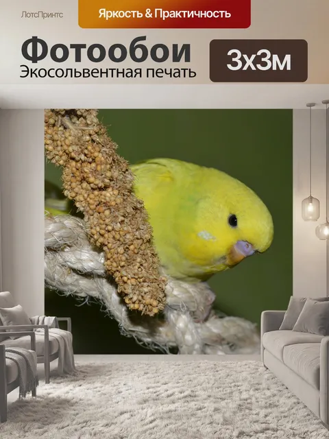 Фотообои Волнистый попугайчик