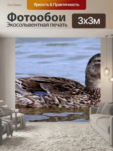 Фотообои Утка