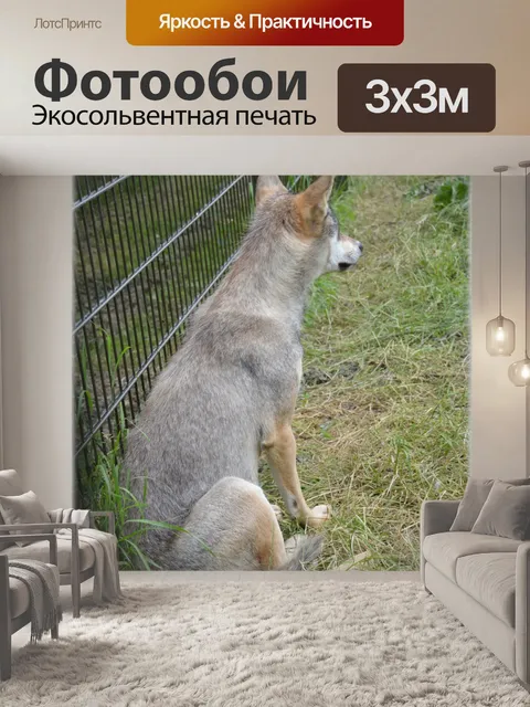 Фотообои Волк 07