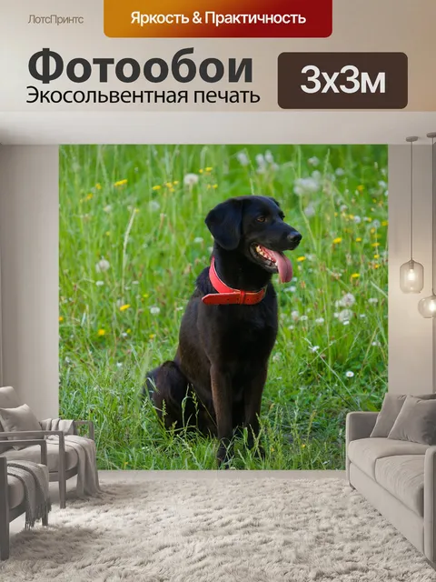 Фотообои Черный лабрадор сидит