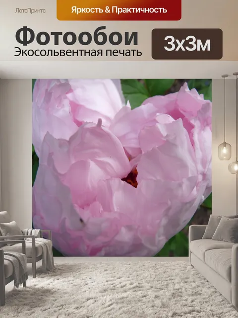 Фотообои Пион