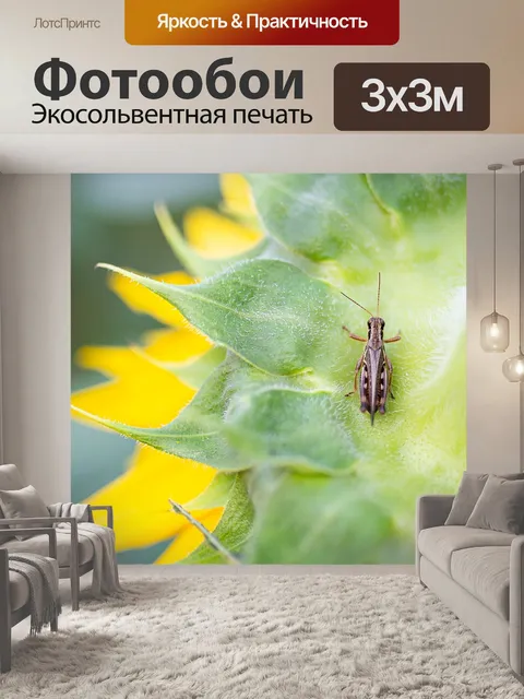 Фотообои Подсолнечник