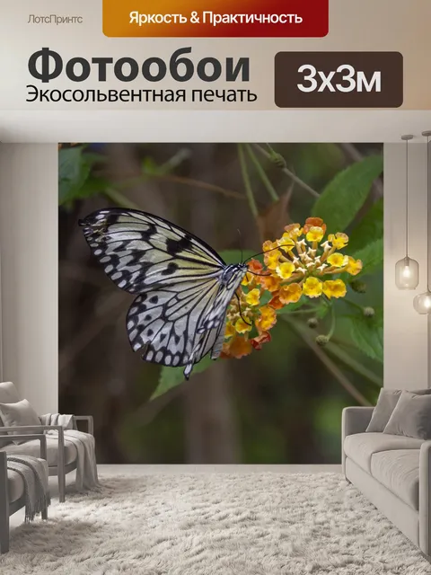 Фотообои Белая Нимфа Бабочка