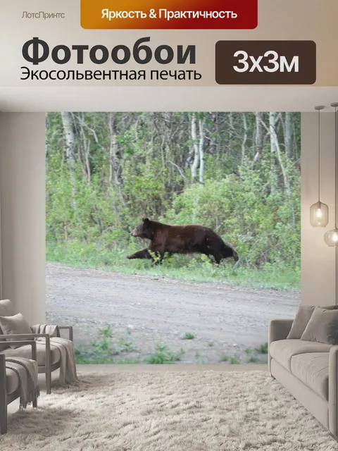 Фотообои Черный медведь в лесу