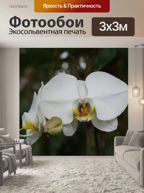 Фотообои Белая орхидея