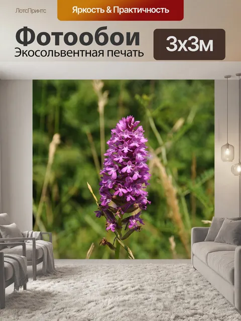 Фотообои Дикая орхидея