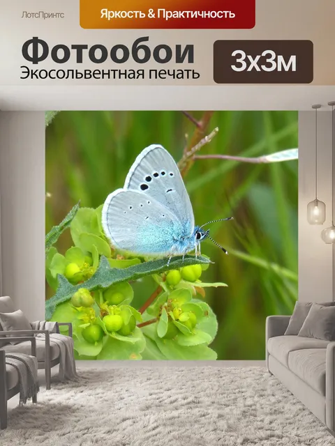 Фотообои Голубая бабочка