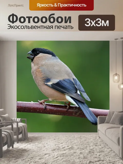 Фотообои Снегирь