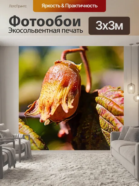 Фотообои Лесной орех