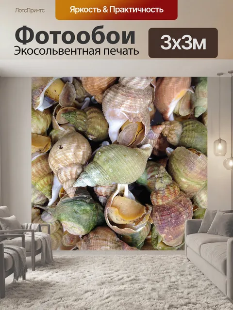 Фотообои Моллюски