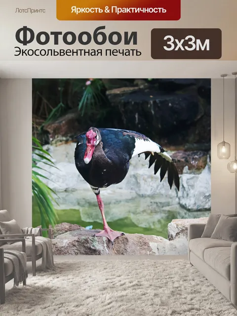 Фотообои гуся на одной ноге