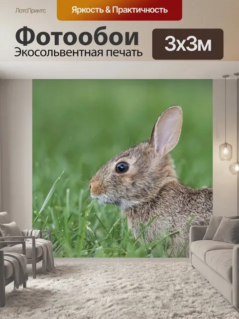 Фотообои Кролик