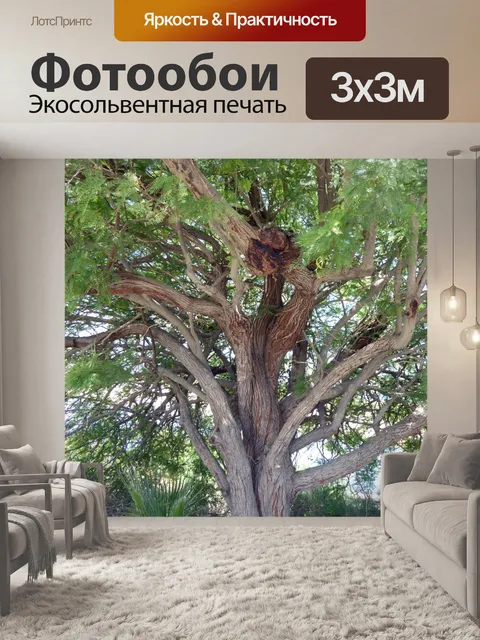 Фотообои Теневое дерево