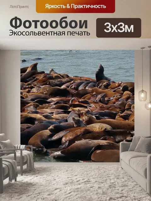 Фотообои Морские львы