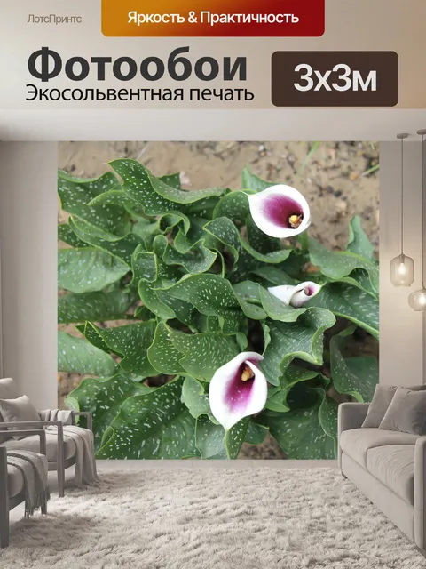 Фотообои Маки