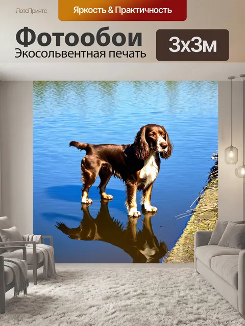 Фотообои спаниель, стоящий на берегу озера с отражением в воде