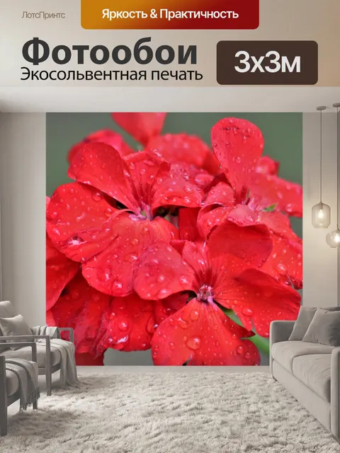 Фотообои Красный герань и капли дождя