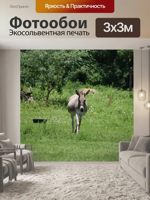 Фотообои Осел