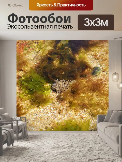 Фотообои Бусинка анемона