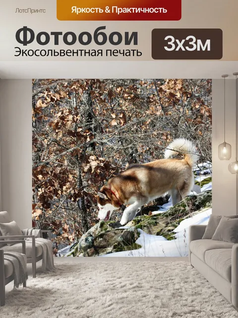 Фотообои Коричневый сибирский хаски в снегу