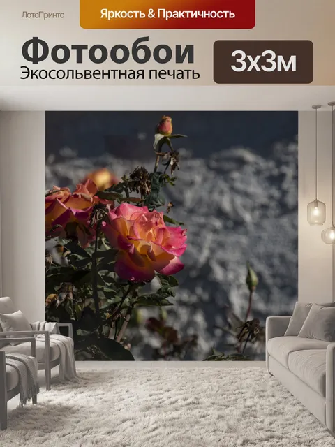 Фотообои Разноцветная роза и бутон