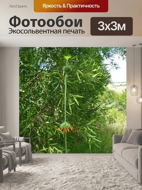 Фотообои Цветущий лев - ухо на стебле