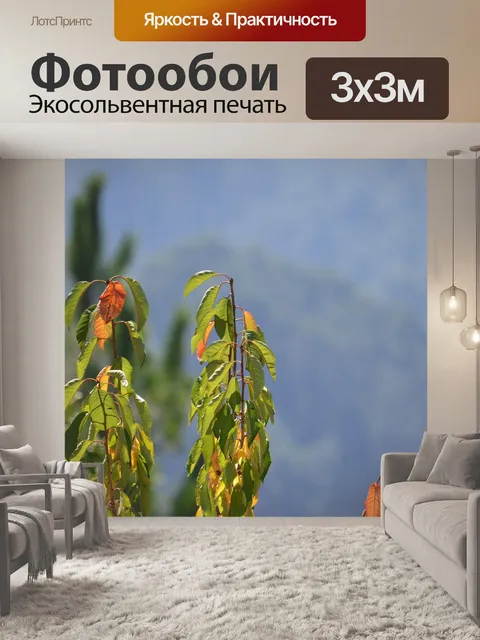 Фотообои Галисия