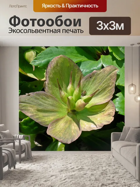 Фотообои Морозник
