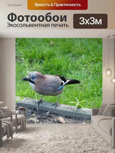 Фотообои Птица