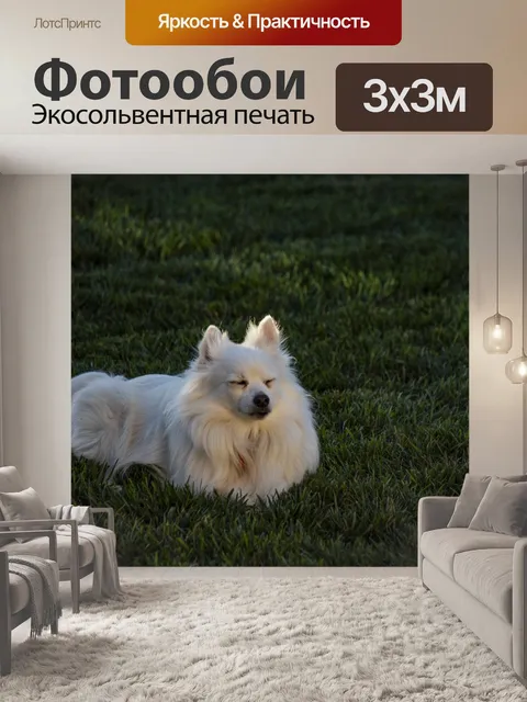 Фотообои Медитирующая Белая Поморская Собака