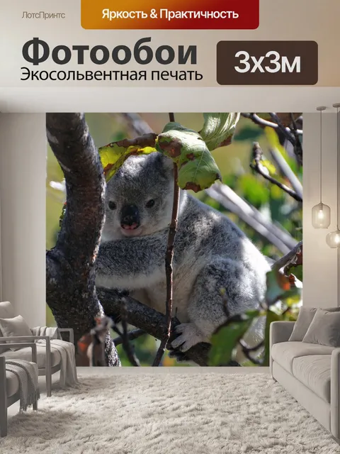 Фотообои Коала медведь