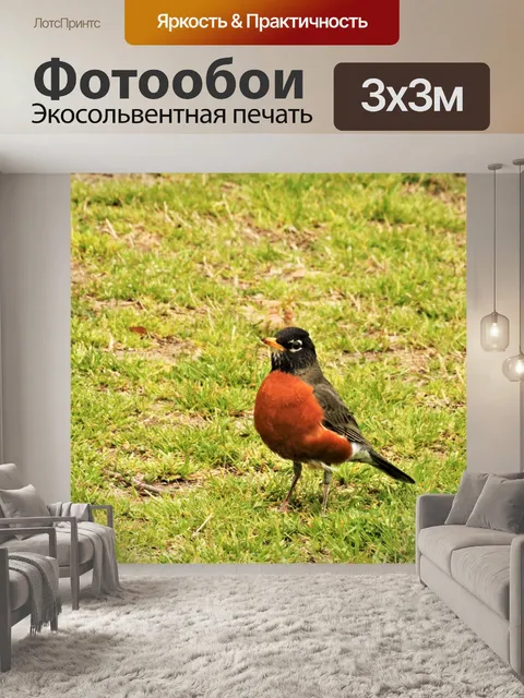 Фотообои Американский Робин в траве
